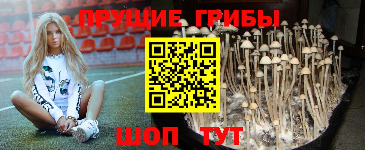Кузнецк  Псилоцибиновые грибы Psilocybe  Вход с VPN 
